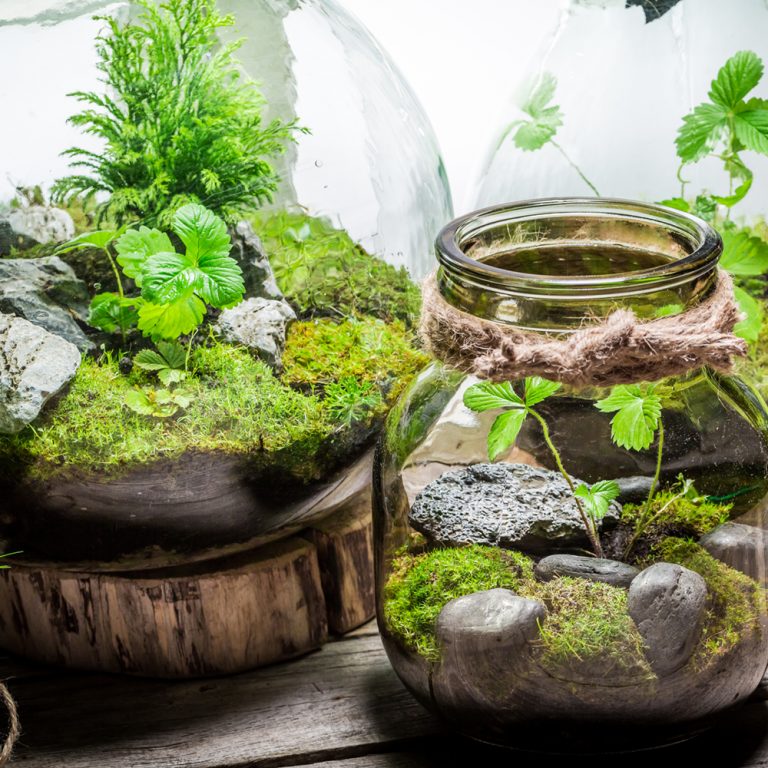 Maintenance Of The Diy Terrarium For The Excellent Look In